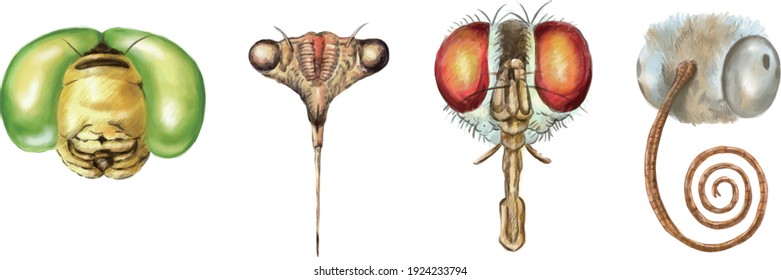 Dragonfly, cicada, fly, butterfly, head and mouth shape