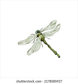 Dragonfly. Color image on a white background, on a white background. Drawn in the Adobe Illustrator program. The drawing is intended for printing.