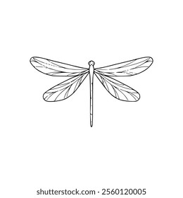 Dragonfly coloring page on white