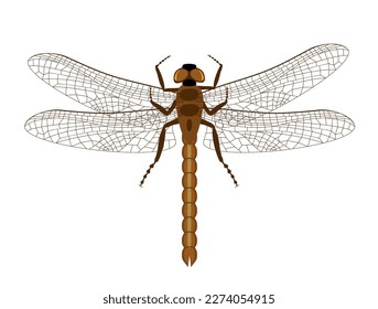 Dragonfly with delicate wings. Top view of blue dragonfly with transparent wings, illustration isolated on white background. Decorative element for embroidery, patches, stickers. Flat colorful vector