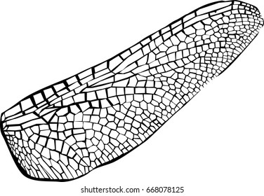 Dragonfly detailed wing, vector illustration