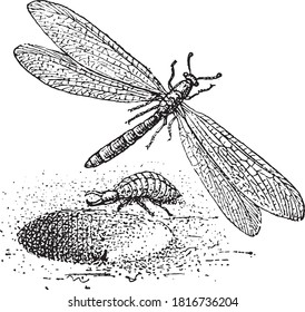 Dragonfly, From the Dictionary of Word and Things, 1888.
