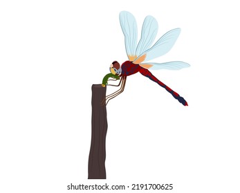 dragonfly eating caterpillars on a white background.