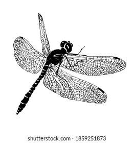 Dragonfly engraving style. Black and white vector illustration
