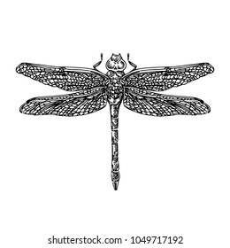 Dragonfly Engraving Style Vector Illustration Stock Vector (Royalty ...