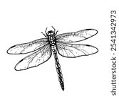 Dragonfly Flying Black Sketch Linear Isolated on White Background. Dragonfly Silhouette Linear Grunge Vector Illustration