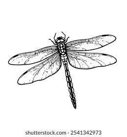 Dragonfly Flying Black Sketch Linear Isolated on White Background. Dragonfly Silhouette Linear Grunge Vector Illustration