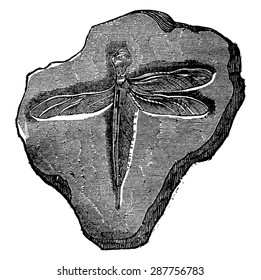 Dragonfly fossil of the Jurassic period, vintage engraved illustration. Earth before man  1886.