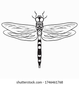 Diseño gráfico de libélula ilustración vectorial, icono, logotipo, esbozo de dibujo artístico, símbolo de fondo, uso en impresión, dibujo a mano