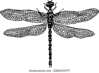 Dragonfly hand drawing engraving illustration