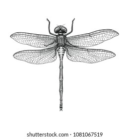 Dragonfly hand drawing vintage engraving illustration