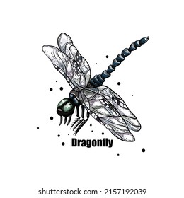 Dragonfly. Hand drawn Dragonfly colorfull vector illustration on white background