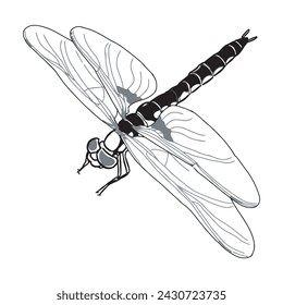Dragonfly hand drawn sketch vector 6