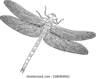 Dragonfly hand-drawn in detail in vector. An insect would be good for a logo or pattern design.