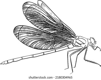 Dragonfly hand-drawn in detail in vector. An insect would be good for a logo or pattern design.