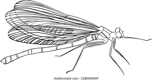 Dragonfly hand-drawn in detail in vector. An insect would be good for a logo or pattern design.