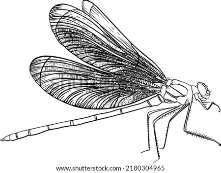 Dragonfly hand-drawn in detail in vector. An insect would be good for a logo or pattern design.