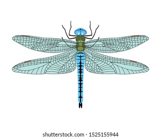 Dragonfly icon in flat style isolated on white background. Design element for print templates, websites, web and mobile phone apps. Vector illustration.