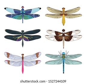 Dragonfly icons set in flat style isolated on white background. Vector illustration.