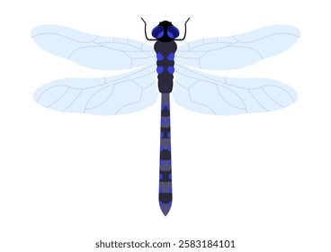 Dragonfly. Illustration of flying insect, top view, Symmetrical wings spread. Biology, Entomology, The Nature. Silhouette of insect. Simplicity vector illustration. Isolated on white.