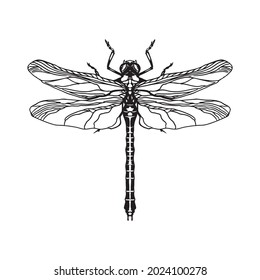 A dragonfly is an insect belonging to the order Odonata, infraorder Anisoptera. Adult dragonflies are characterized by large, multifaceted eyes, two pairs of strong, transparent wings, sometimes with 