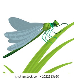 Dragonfly insect with big eyes and strong transparent wings