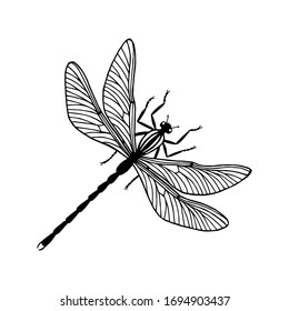 dragonfly insect. eps10 vector stock illustration. outline.