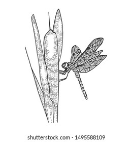 Dragonfly insect on reeds sketch engraving vector illustration. Scratch board style imitation. Black and white hand drawn image.