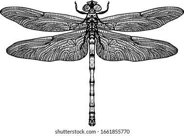 A Dragonfly insect, scientifically known as Anisoptera, spreading its wing. Hand drawn vector illustration.