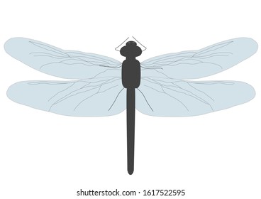 Dragonfly insect, simple vector illustration
