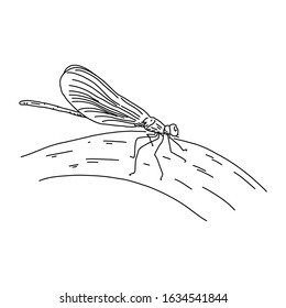 Dragonfly insect - sketch vector