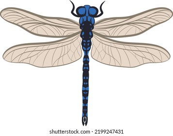 Dragonfly Insect top view flatlay vector illustration