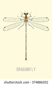 Dragonfly isolated on the light yellow background. Hand drawn textures. Stock vector.