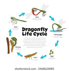 Dragonfly Life Cycle Diagram for Science Education development process scheme illustration, Different insect stages from stages mating, laying egg, larva, molting to adult, reproduction explanation.