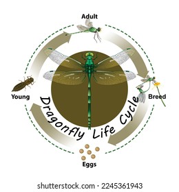 Dragonfly Life cycle Graphic vector