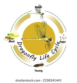 Dragonfly Life cycle Graphic vector