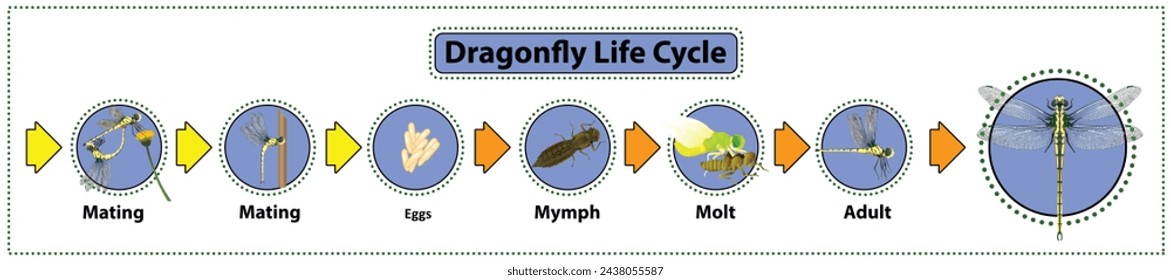 Dragonfly Life cycle Graphic vector