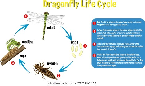 Ilustración de Dragonfly Life Cycle Infographic