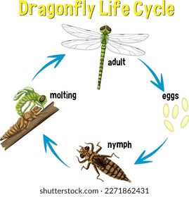 Dragonfly Life Cycle Infographic illustration