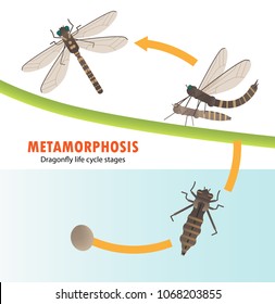 545 Life cycle of dragonfly Images, Stock Photos & Vectors | Shutterstock