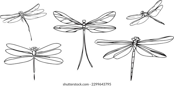 DragonFly Line art vector silhoutte 