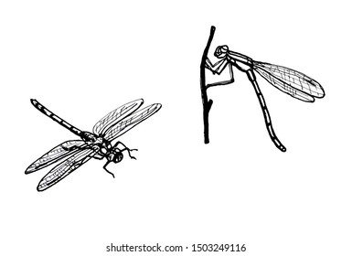 Dragonfly. Line drawing isolated. Black and white illustration