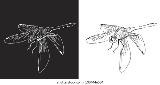 Dragonfly line silhouette set. Vector hand drawn Illustrations. Black dragonfly on white background isolated. White dragonfly on black background isolated.