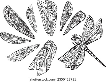 dragonfly linear simple drawing with different variants of wings. hand drawn illustration of an animal, insect for design. black outline for coloring. Logo illustration with small details.