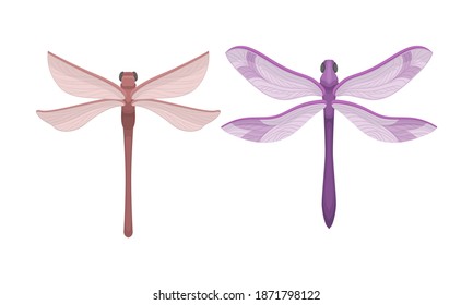 Dragonfly with Long Body and Transparent Wings Vector Set