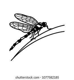 dragonfly nature illustration vector template