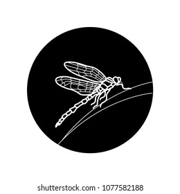 dragonfly nature illustration vector template