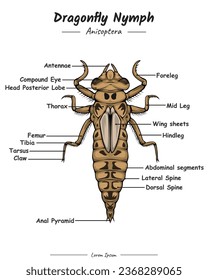 Dragonfly Nymph Anatomy. Diagram showing Parts of Dragonfly Nymph. external anatomy of Nymph. for biology science education