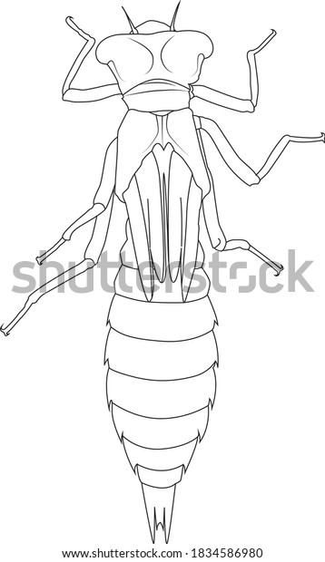 Dragonfly Nymph Seen Above Line Art Stock Vector (Royalty Free) 1834586980