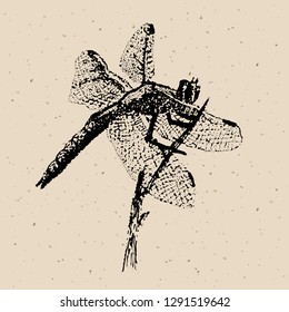 Dragonfly on background isolated. Dragonfly Graphic Realistic Line Ink Drawing. Hand-drawn illustration
